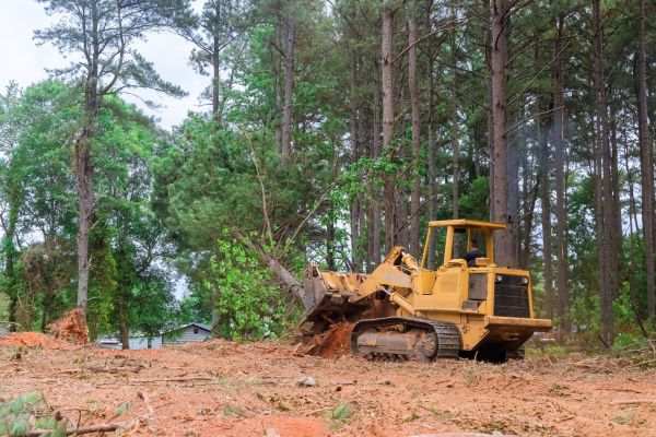 Cost of Forestry Clearing in Las Cruces