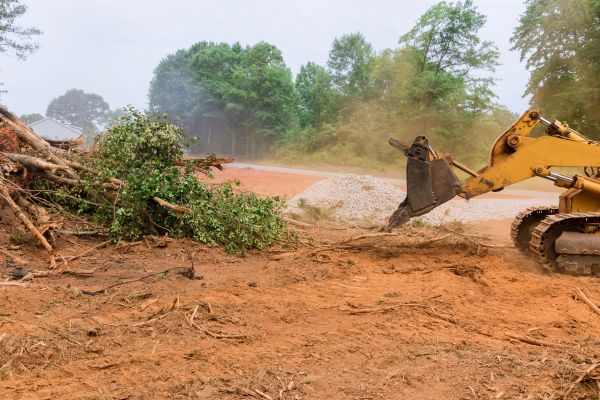 Ground Clearing in Las Cruces
