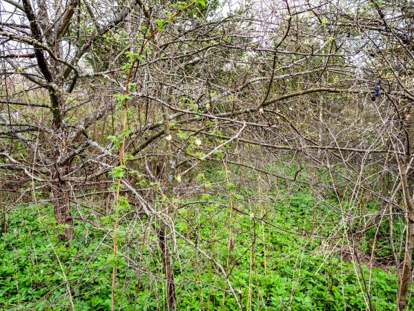 Underbrush Clearing in Las Cruces