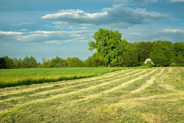 Cost of Vegetation Removal in Las Cruces