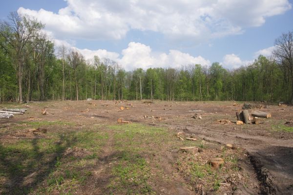 Cost of Pasture Clearing in Las Cruces