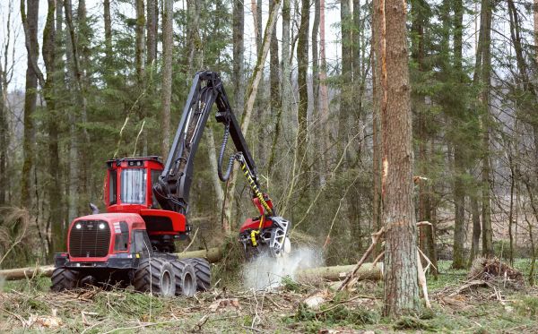 Cost of Forest Clearance Service in Las Cruces