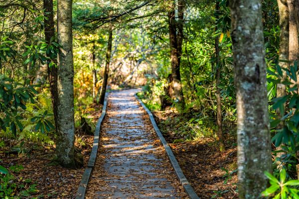 Cost of Trail Clearing in Las Cruces